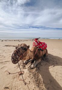 Camel resting on the beach in Agadir, Morocco